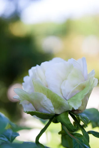 春天花园中的白色牡丹芽 — 图库照片
