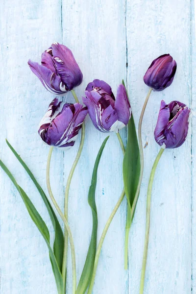 Beautiful Purple Tulips White Wooden Background — Stock Photo, Image