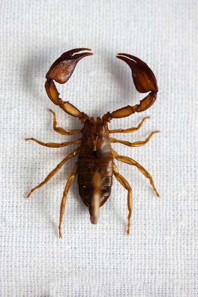 Little Scorpion Collection Entomologist — Stock Photo, Image