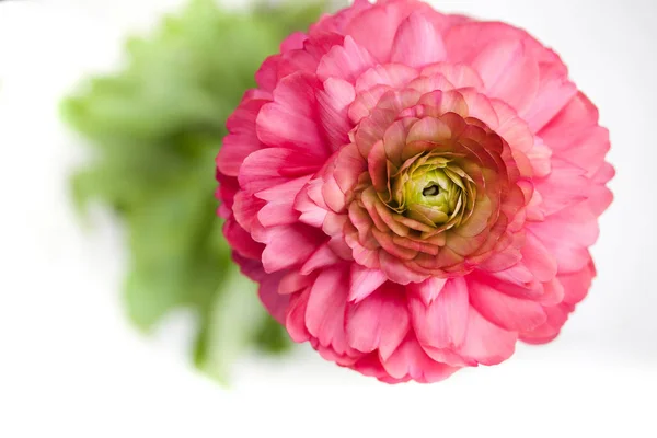 Grande Hermoso Rosa Terry Ranunculus Sobre Fondo Blanco —  Fotos de Stock