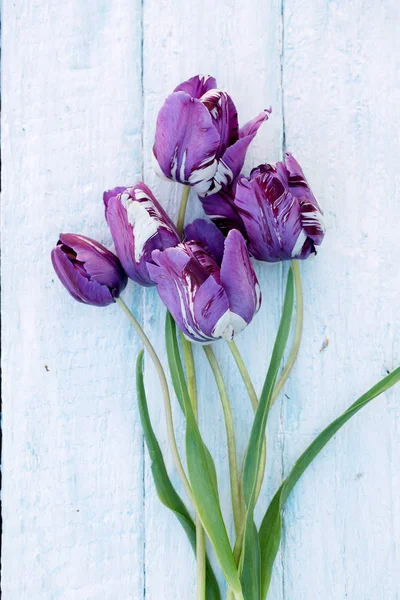 白い木製の背景に美しい紫チューリップ — ストック写真