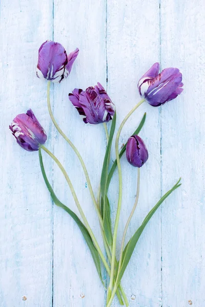 Beautiful Purple Tulips White Wooden Background — Stock Photo, Image