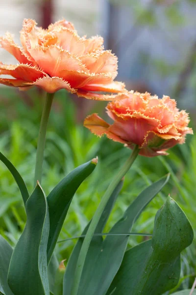 Тюльпаны Называются Sensual Touch Обжаренный Пионный Тюльпан — стоковое фото