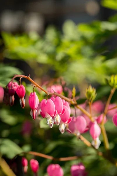 春の庭 クローズ アップでコマクサの開花 — ストック写真