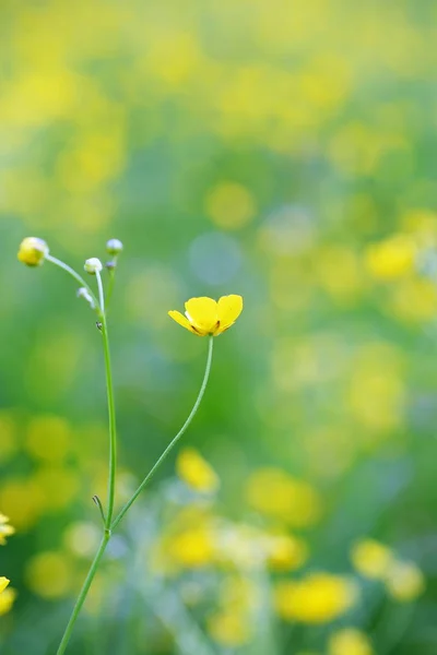 春に咲く黄色い花キンポウゲとフィールド — ストック写真
