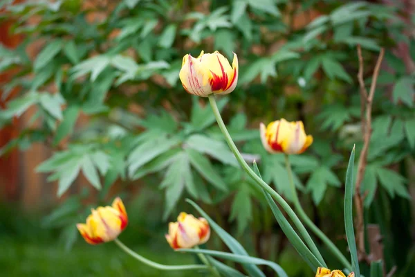Tulipano Bicolore Fiorito Primavera Giardino — Foto Stock
