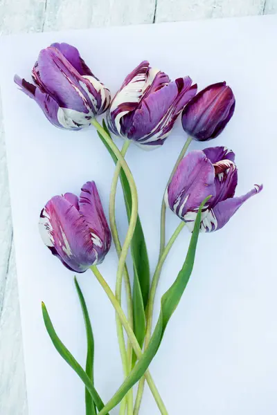 Beautiful Purple Tulips White Paper Paper — Stock Photo, Image