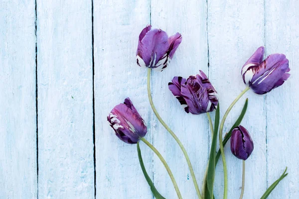 Krásné Fialové Tulipány Bílém Pozadí Dřevěná — Stock fotografie