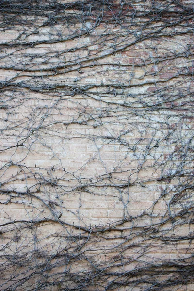 Lövfällande Ivy Kvistar Tegelvägg — Stockfoto