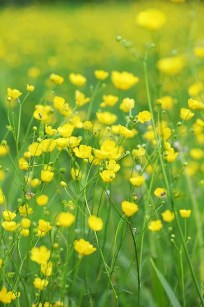 Primavera Florescendo Campo Amarelo Com Flores Buttercups — Fotografia de Stock