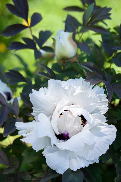 White Peony Bud Spring Garden — Stock Photo, Image