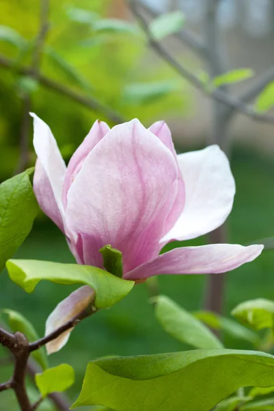 Grote Mooie Roze Magnolia Lentetuin — Stockfoto