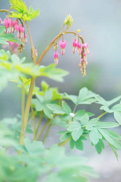 Floraison Printanière Une Dicentra Dans Jardin Gros Plan — Photo