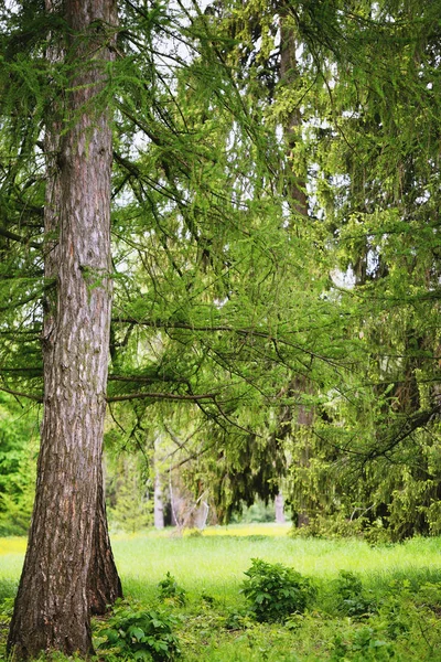 Alte Lärche Mit Saftigen Federnadeln Nahaufnahme — Stockfoto