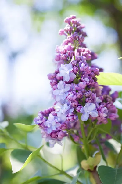 Szép Tavaszi Virágos Lila Kertben — Stock Fotó