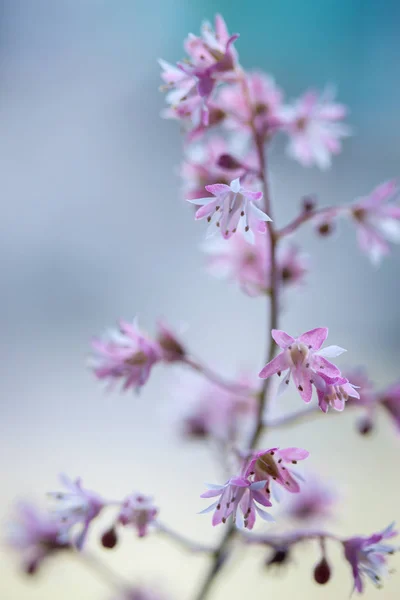 Прекрасная Весна Цветущая Heuchera Саду — стоковое фото