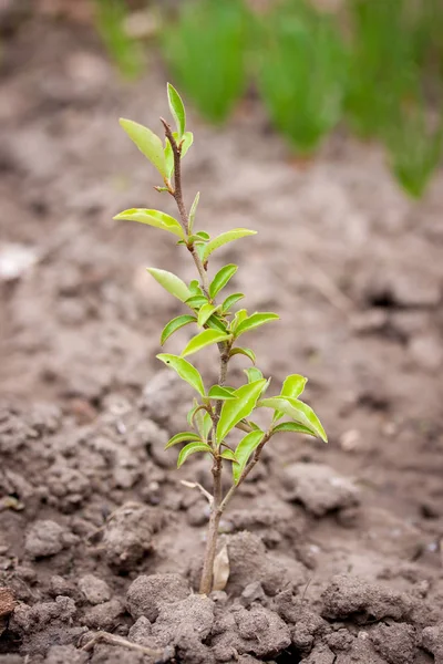 Joven Gumi Arbusto Jardín Elaeagnus Multiflora — Foto de Stock