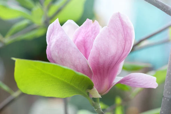 Velké Krásné Růžové Magnólie Jarní Zahradě — Stock fotografie
