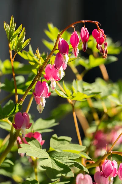 Fioritura Primaverile Dicentra Giardino Primo Piano — Foto Stock