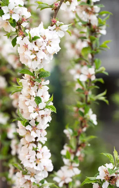 Lush Spring Flowering Cherry Felted Close — Stock Photo, Image