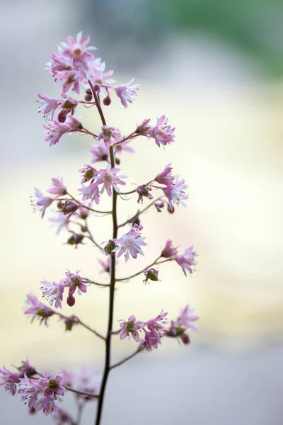 Прекрасная Весна Цветущая Heuchera Саду — стоковое фото