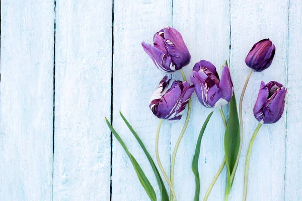 Hermosos Tulipanes Morados Sobre Fondo Madera Blanca —  Fotos de Stock