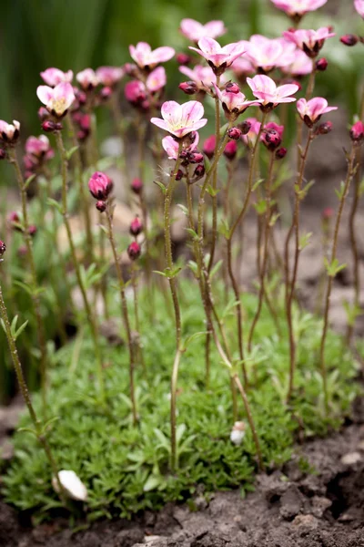 Güzel Bahar Saxifrage Bahçe Çiçek Açan — Stok fotoğraf