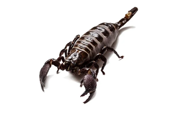 Thick Scorpion White Background Scorpio Feeding — Stock Photo, Image