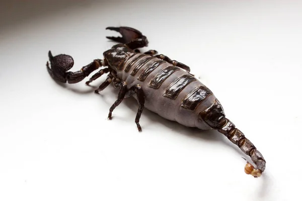 Thick Scorpion White Background Scorpio Feeding — Stock Photo, Image