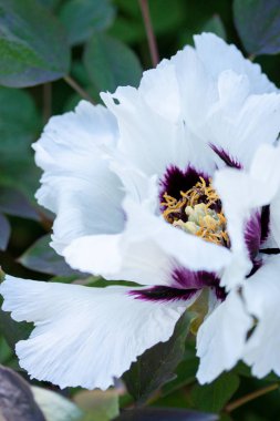 büyük beyaz Şakayık