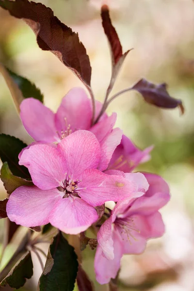 Pink flowers of apple — Stock Photo, Image