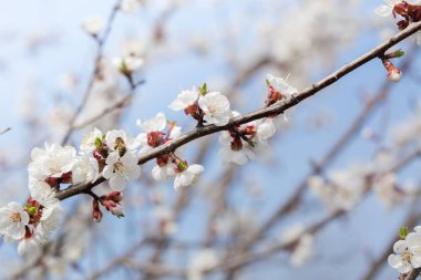 Bir bahçe karşı beyaz çiçekler