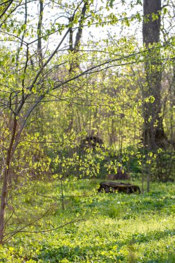 Yeşil bahar bitkiler üzerinde