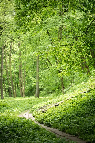 Verde exuberante no parque — Fotografia de Stock