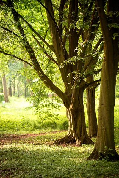 Vintage hornbeam trees — Stock Photo, Image