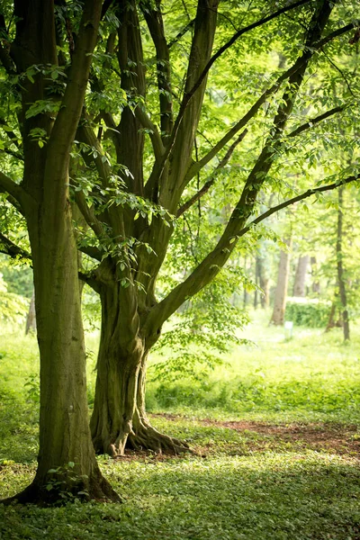 Vintage hornbeam árvores no parque de primavera — Fotografia de Stock