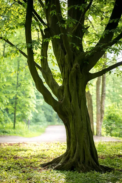 Alte Hainbuche — Stockfoto