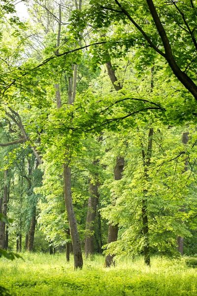 Lønnegrønt i parken – stockfoto