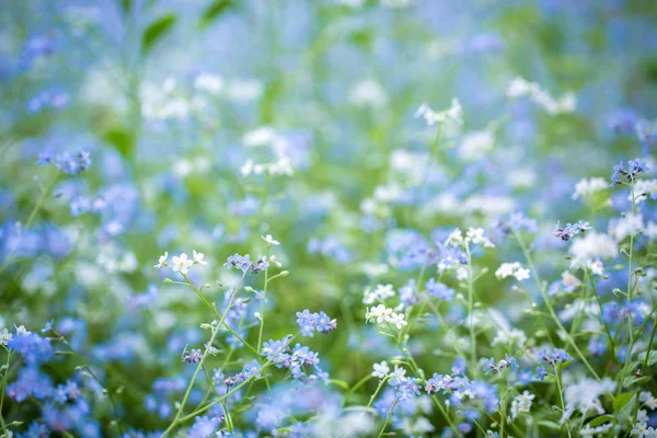 Glade van forget-me-nots in het park — Stockfoto