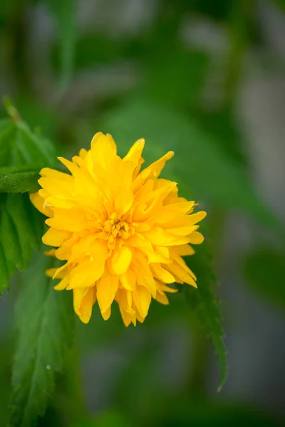 Japanese keria, close-up — Stock Photo, Image