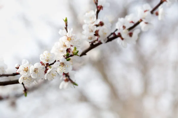 Blühender Zweig im Frühling — Stockfoto