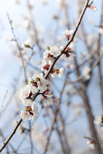 Weiße Blumen gegen einen blühenden Garten — Stockfoto