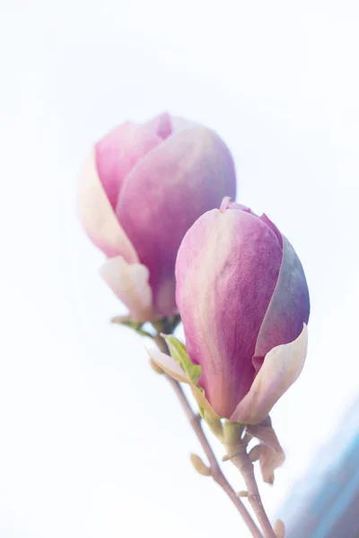 Flor de magnolia rosa en el jardín —  Fotos de Stock