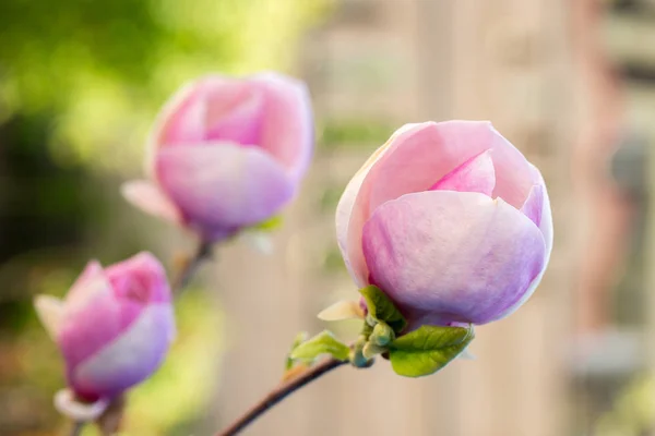 Vackra rosa magnolia i trädgården — Stockfoto