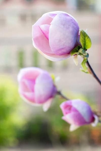 Pink magnolia in the garden — Stock Photo, Image