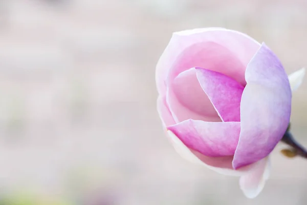 Grande fleur de magnolia rose — Photo
