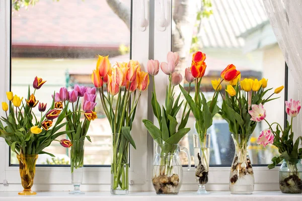 Sete buquês de tulipas — Fotografia de Stock