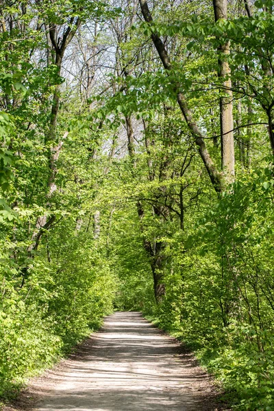 Sunny alley in the park — Stock Photo, Image