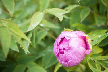 Güzel Şakayık bud