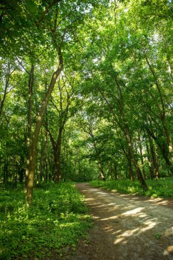 akçaağaç sokak Park